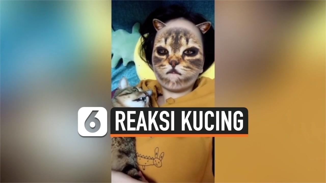 33 Populer Meme Lucu Kucing Pelakor Terkeren Unik
