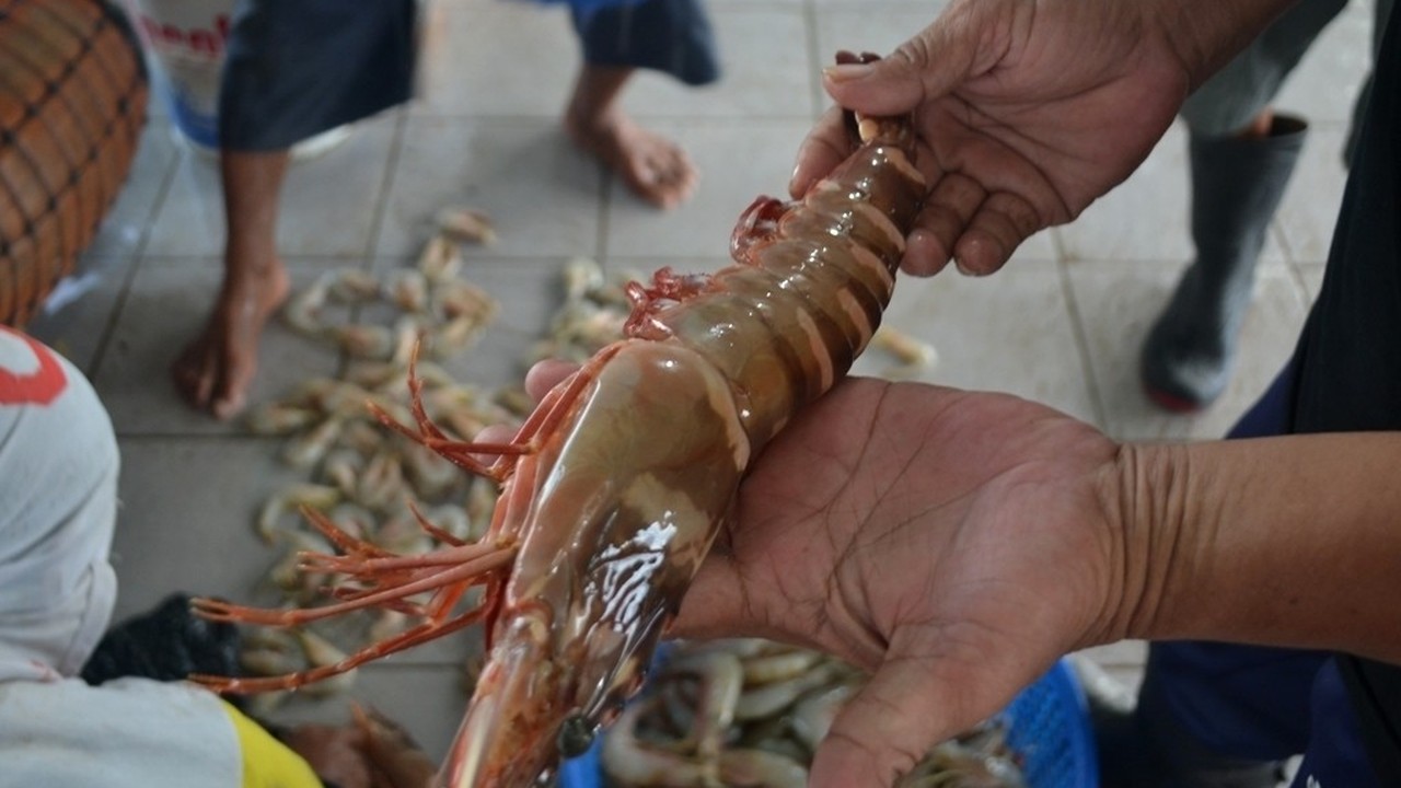 Streaming Murahnya Harga Lobster Dan Udang Di Cilacap Ayo Beli Vidio