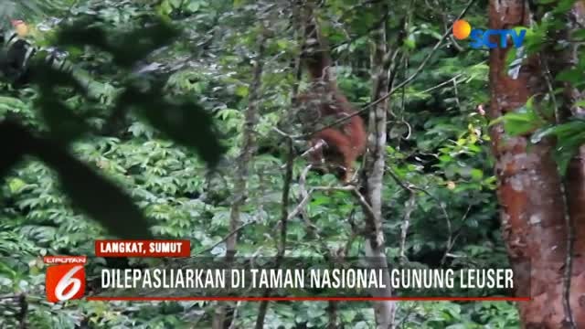 Usai Ditangkap Warga Orangutan Ini Dilepasliarkan Di Taman