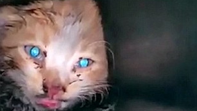 Kucing Kecil  Terjebak di As Roda Mobil  Vidio com