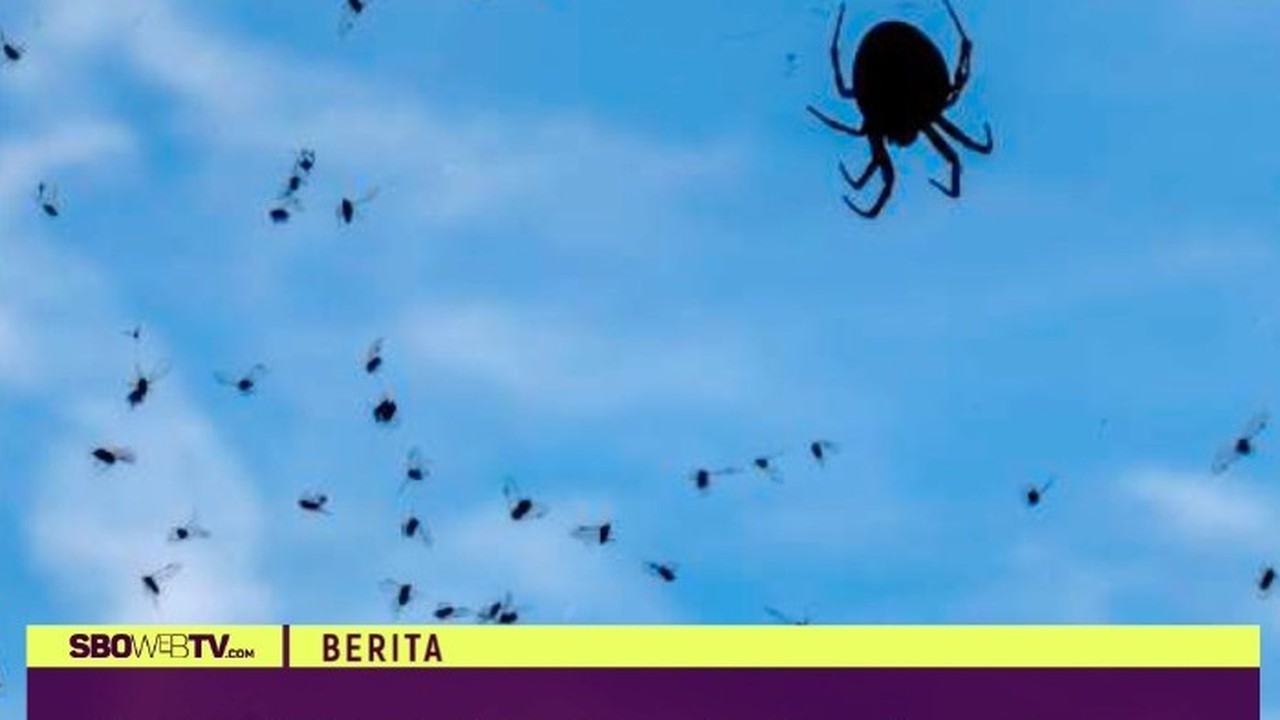 Streaming Hujan laba laba  di brazil Vidio