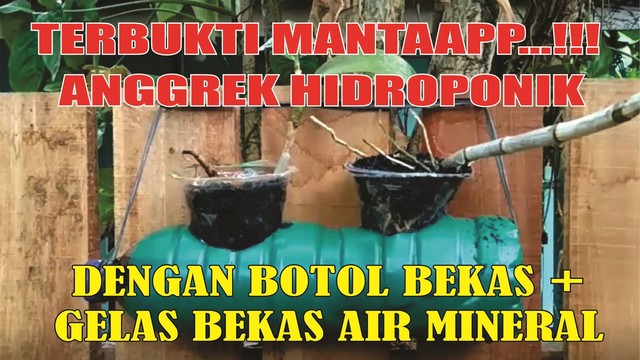 Menanam Anggrek Hidroponik Sistem Kratky Pakai Botol Bekas Vidio Com