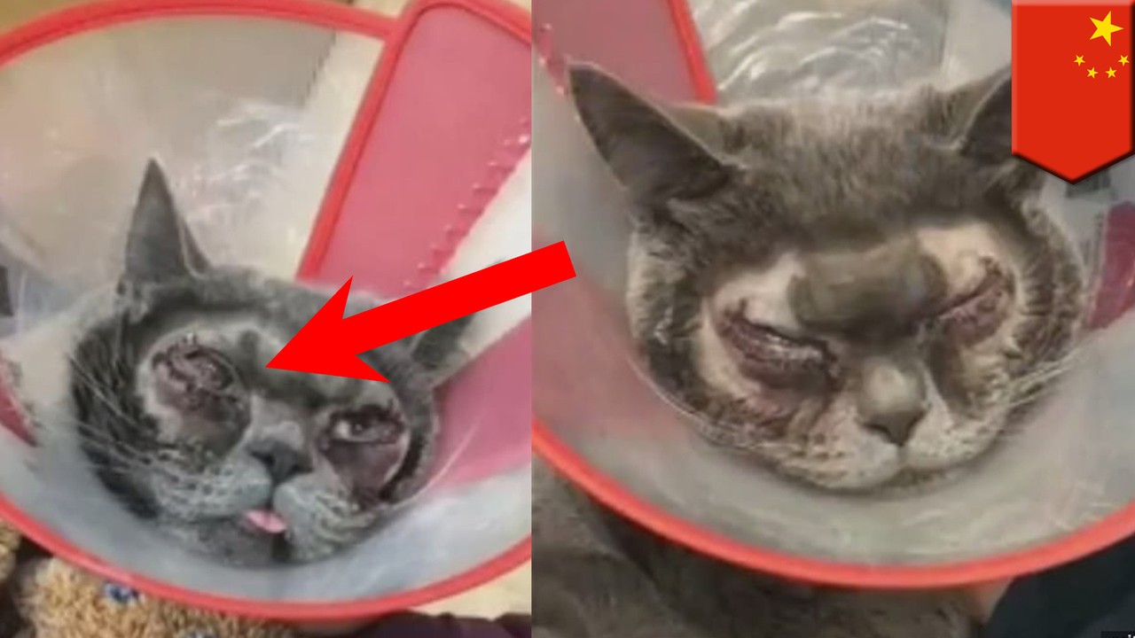 Streaming Kucing malang melakukan operasi kelopak mata karena dianggap terlalu jelek