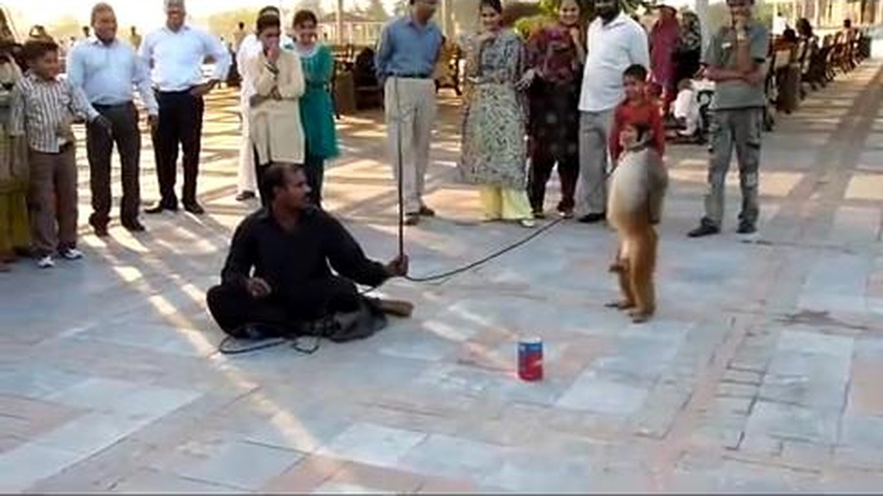 Streaming Lucu Pertunjukan Topeng Monyet Ini Vidio Com Pelarangan topeng monyet memang akan membuat beberapa pihak kehilangan mata pencaharian. lucu pertunjukan topeng monyet