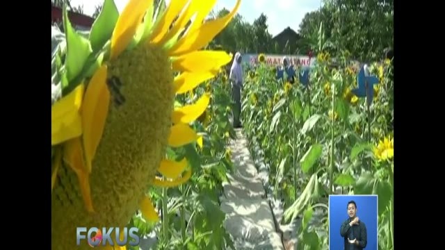 Keindahan Wisata Taman Bunga Matahari Di Bekasi Fokus