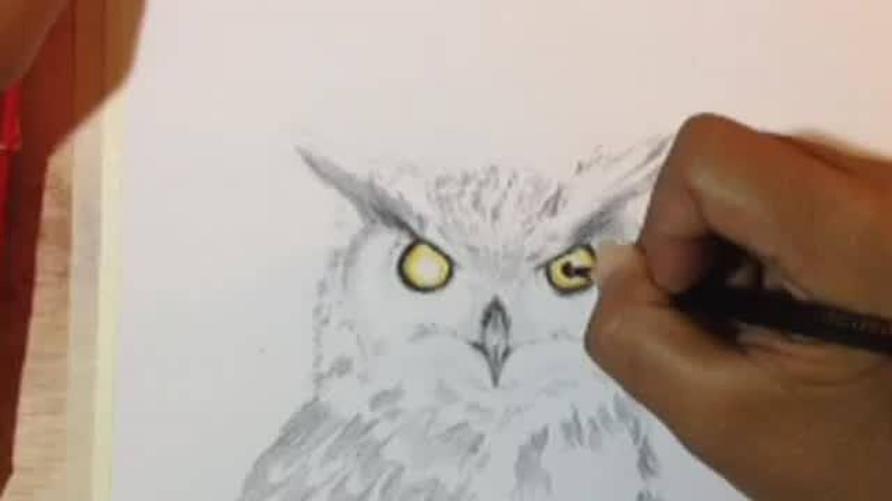 Cara Menggambar Burung Hantu Dengan Pensil Vidio