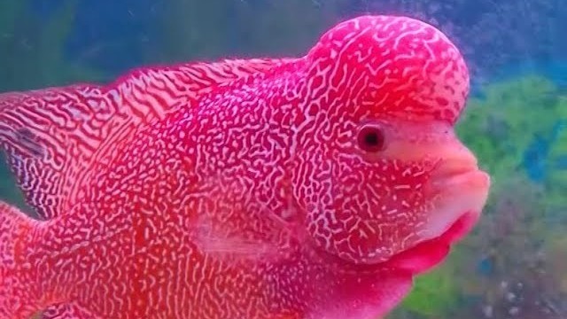 Streaming Komunitas Ikan Louhan Vidio Com