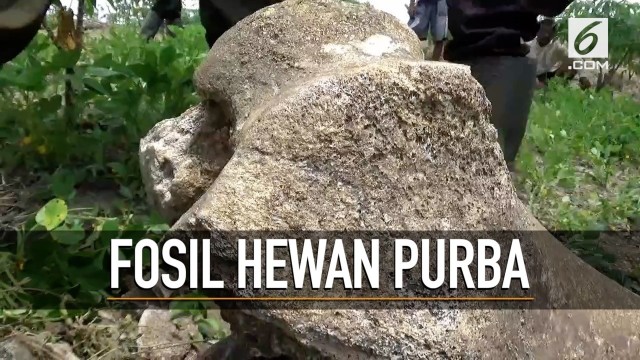 Benda Mirip Fosil  Hewan  Purba  Ditemukan di  Ngawi Vidio com