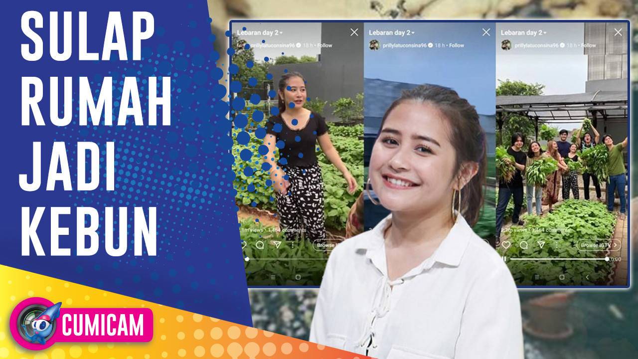 Streaming Panen Sayur Mayur Prilly  Latuconsina  Sulap 