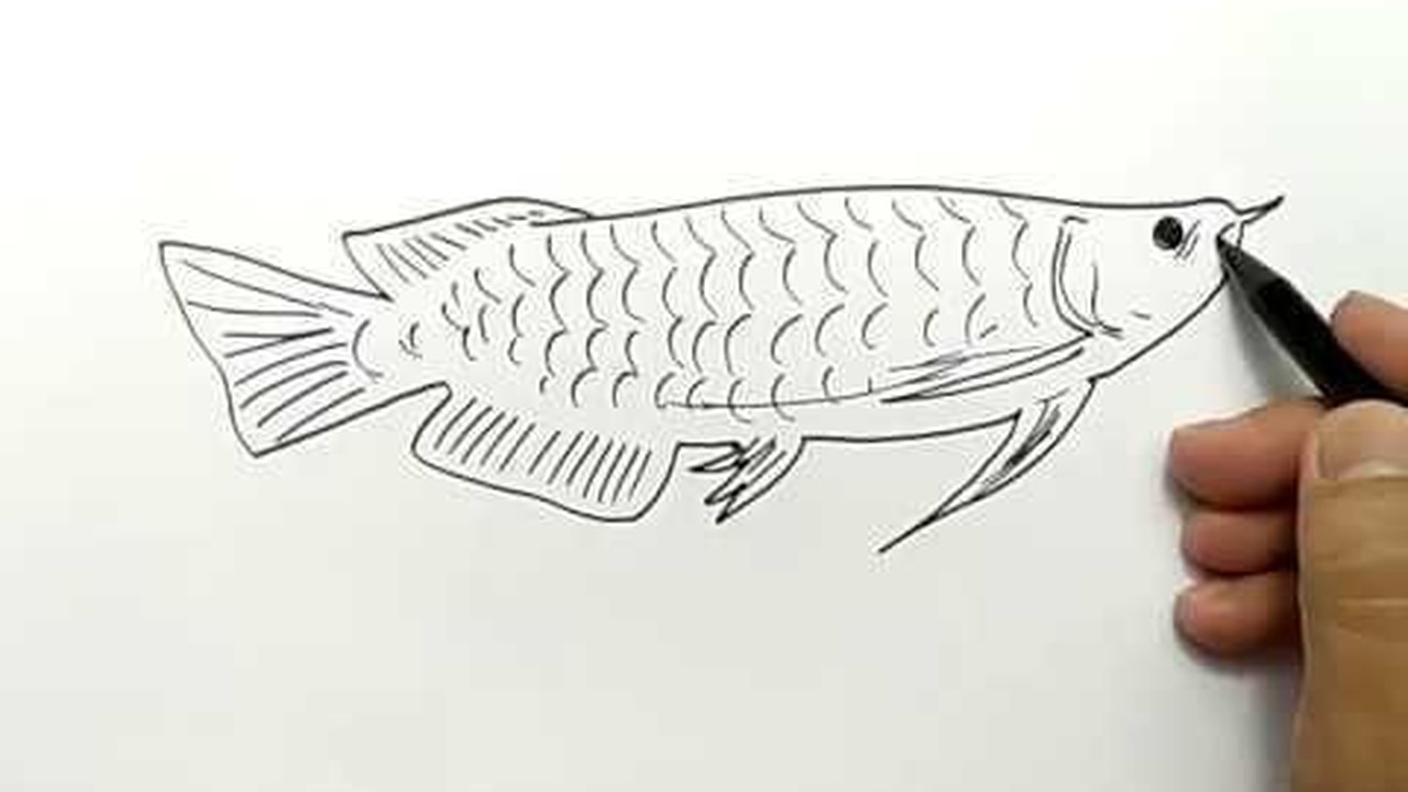 Streaming Cara Menggambar Ikan Arwana Dalam 1 Menit Saja