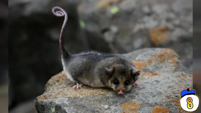 96 Koleksi Gambar Hewan Langka Ajaib HD Terbaik