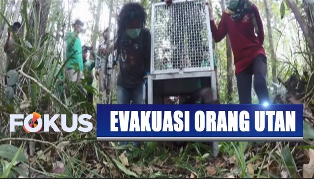 Penampakan Orang Utan Akibat Karhutla Di Kalimantan Fokus