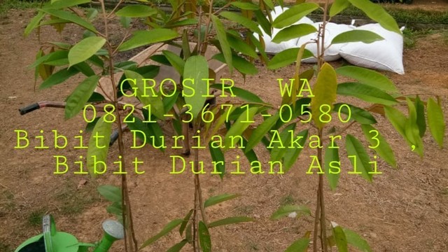 Unduh 52 Koleksi Gambar Durian Akar  Gratis HD