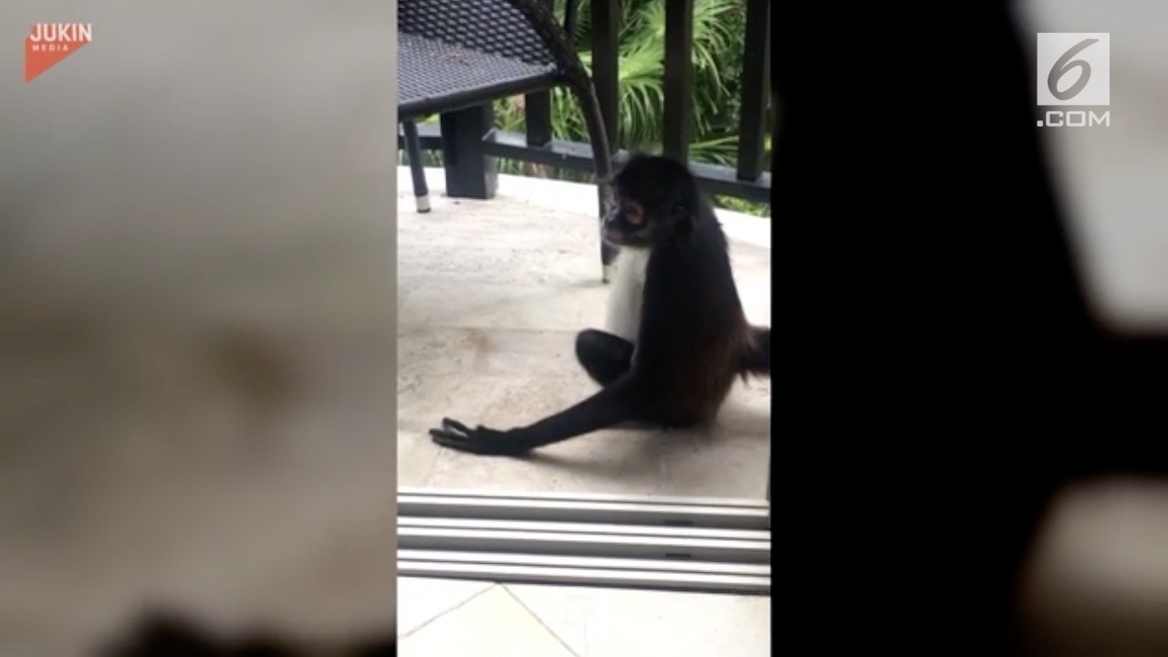 Aksi Monyet Curi Buah Di Kamar Hotel Vidiocom