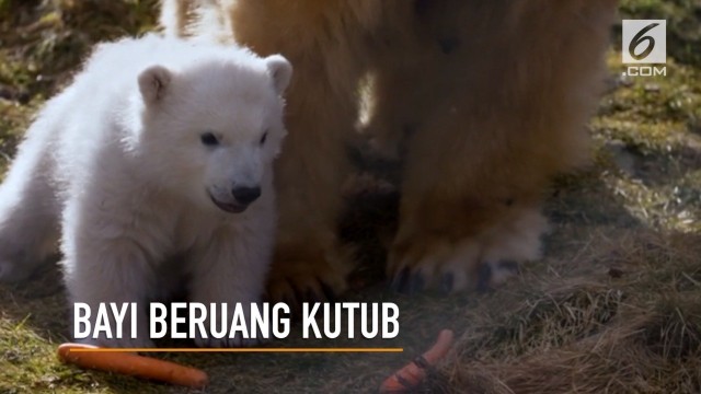 Download 85 Background Anak Beruang HD Terbaru