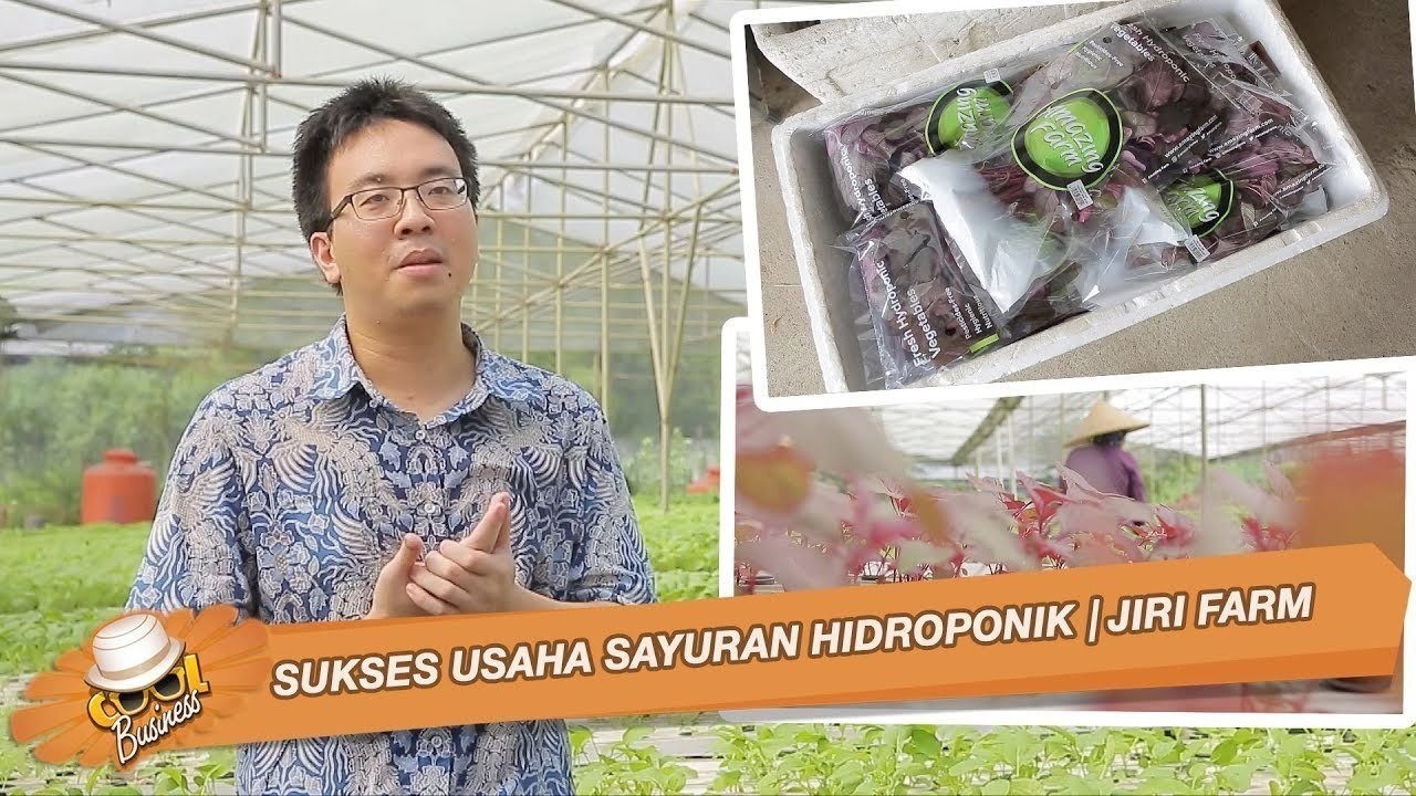 Sukses Usaha Sayuran Hidroponik Jiri Farm Vidio Com