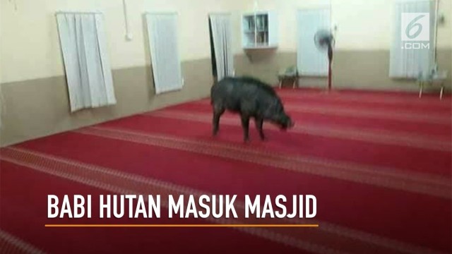 Streaming Geger Ada Babi Masuk Ke Dalam Masjid Malaysia Vidio Com