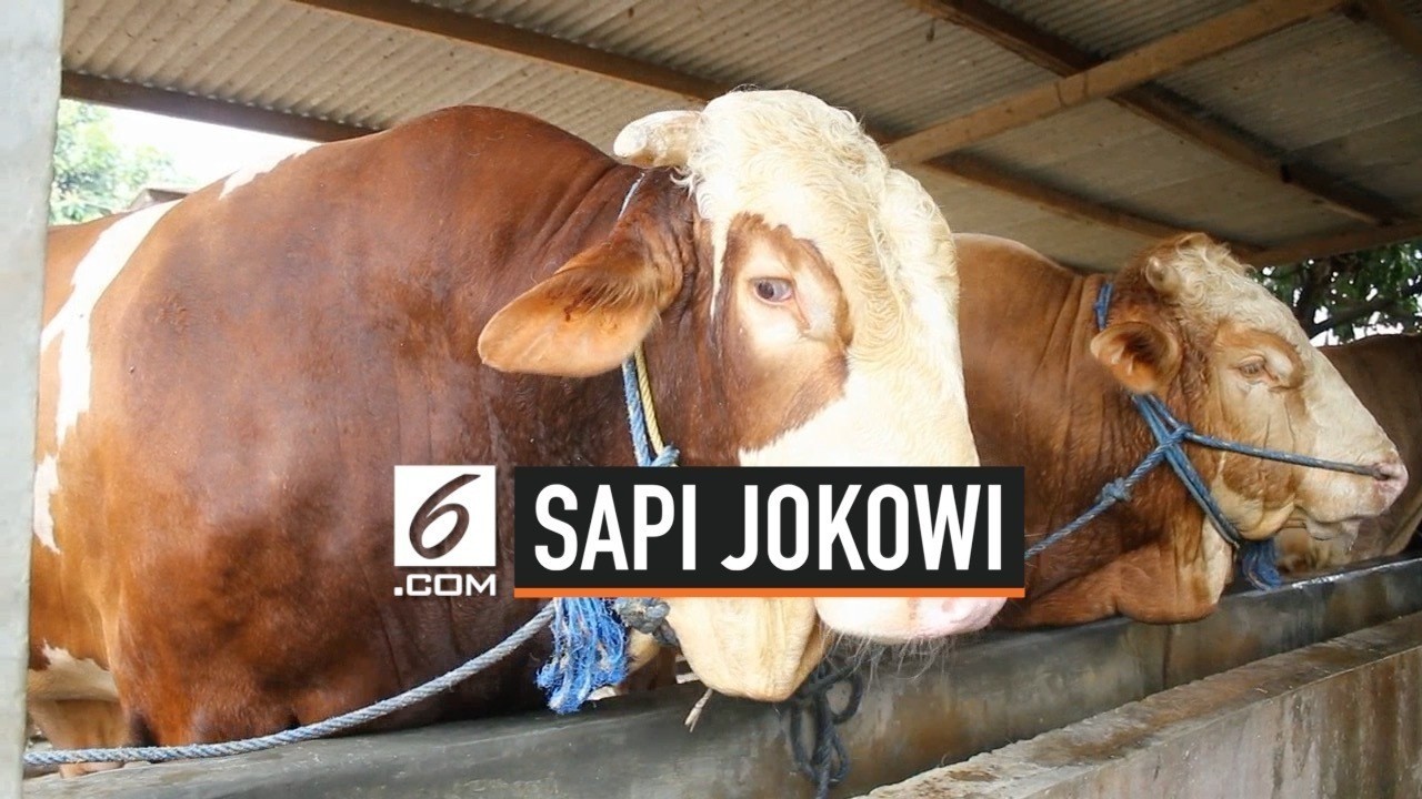 Streaming Penampakan Sapi Kurban Milik Presiden Jokowi - Vidio.com