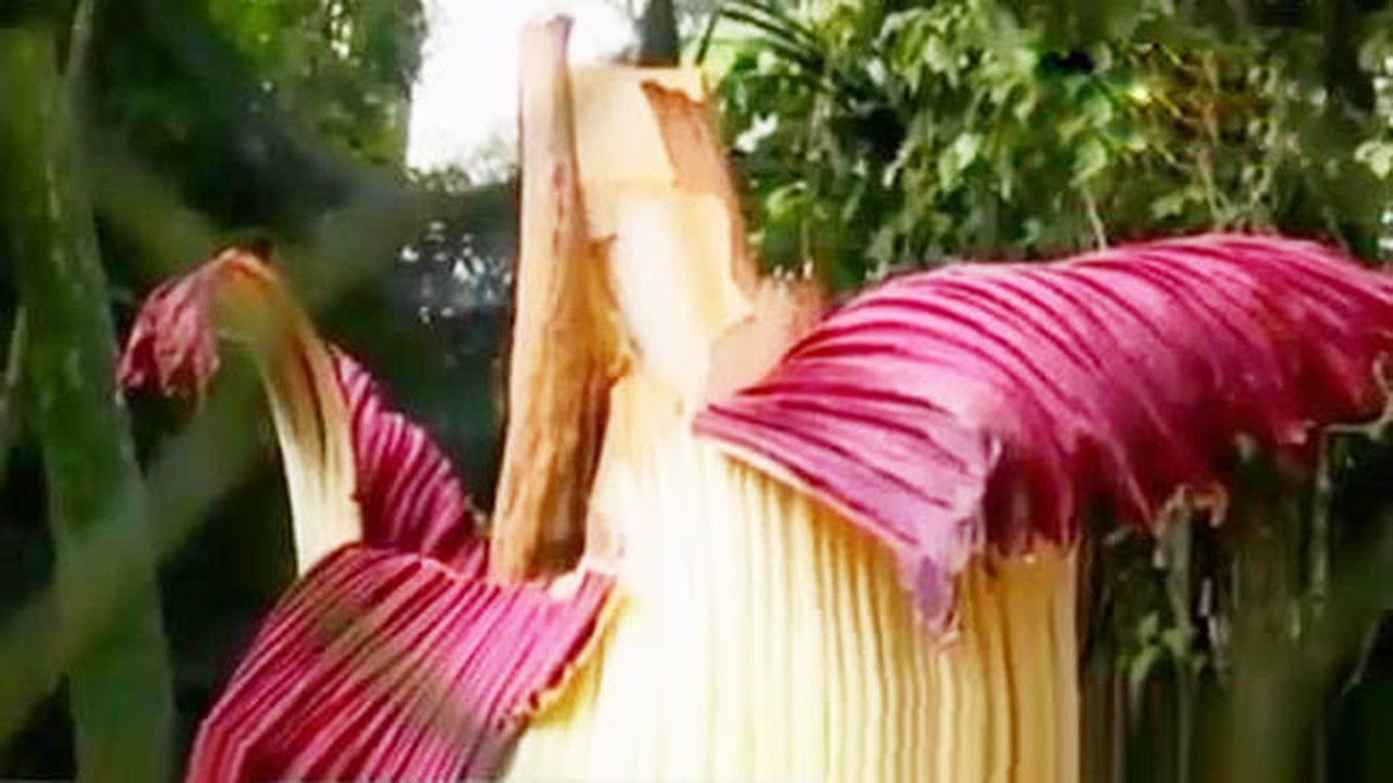 Streaming Video Bunga Bangkai Asal Sumatera Mekar Di Kebun Raya Cibodas Vidio