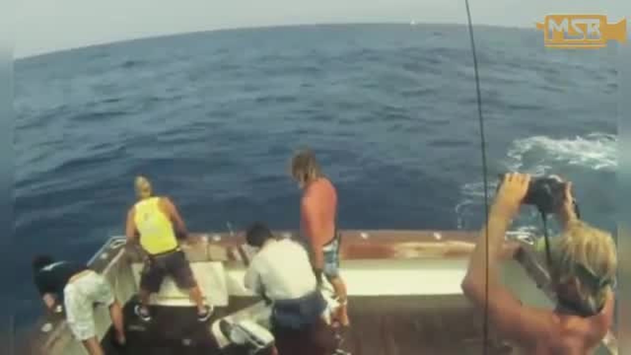 Streaming Mancing Ikan Marlin Raksasa Di Tengah Laut Yang Ekstrim Vidio Com