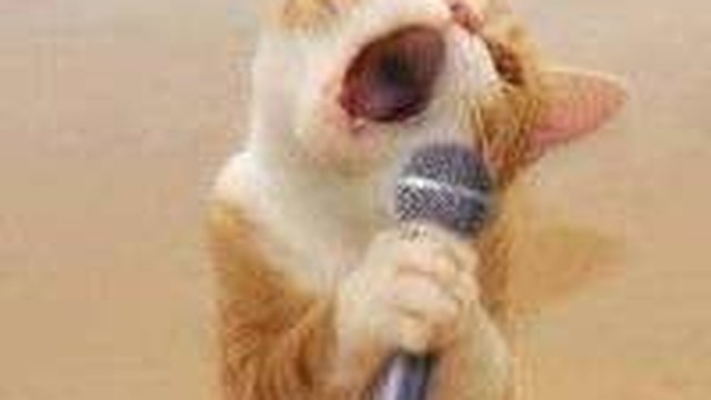 Lucu Ngakak Kucing Nyanyi Lagu Bintang Kecil Vidio Com