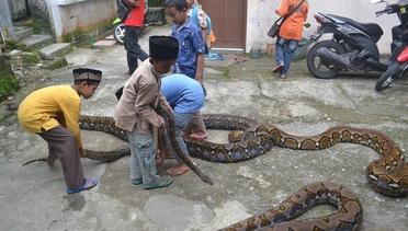 Video Ular Piton Kumpulan Video Terbaru Vidiocom Page 1