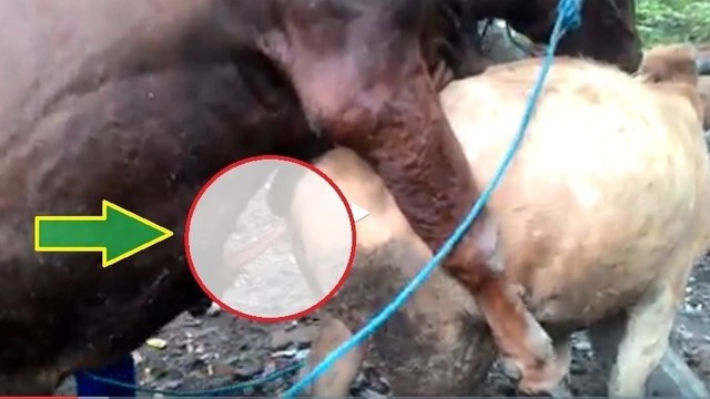 Sapi Kawin Rasanya Kalau Di Bantu Pegangin Bikin Ngakak Abis