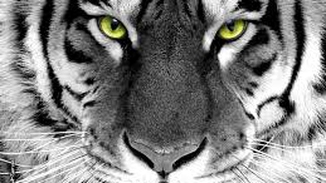Mitos Urban Macan Putih Di Depok 1