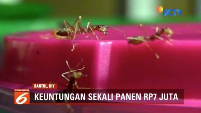 Streaming Slb Di Bantul Biayai Kebutuhan Operasional Sekolah