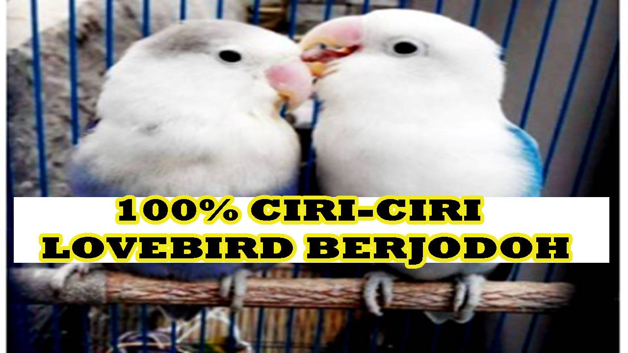Ciri Ciri Burung Lovebird