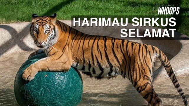 Https Www Vidio Com Watch 413700 Presiden Kritik Sejumlah Kepala Daerah Fokus Pagi Https Cdn Production Thumbor Vidio Akamaized Net N92p7rj6s 2mjlxkz6nnlckim6a 640x360 Filters Quality 90 Vidio Web Prod Media Uploads 413700 Images