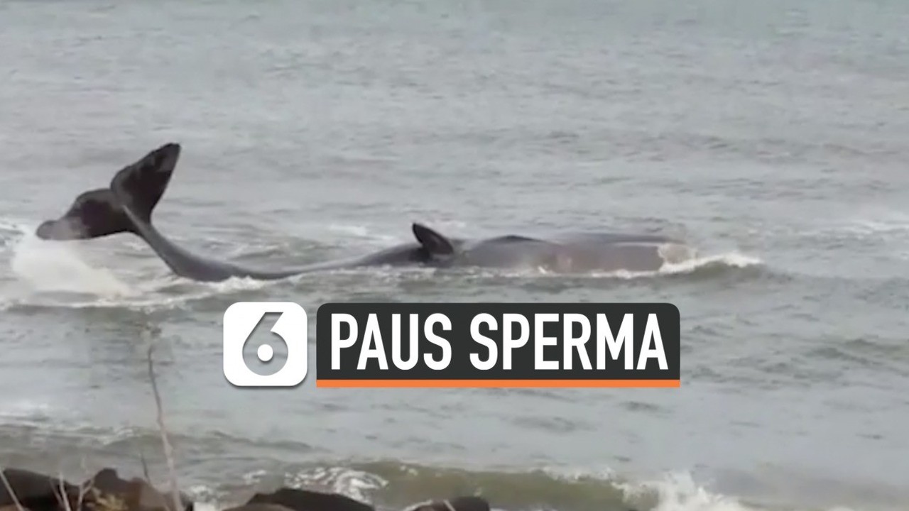 Streaming Seekor Paus Sperma Raksasa Terdampar Di Pantai Inggris Vidio Com