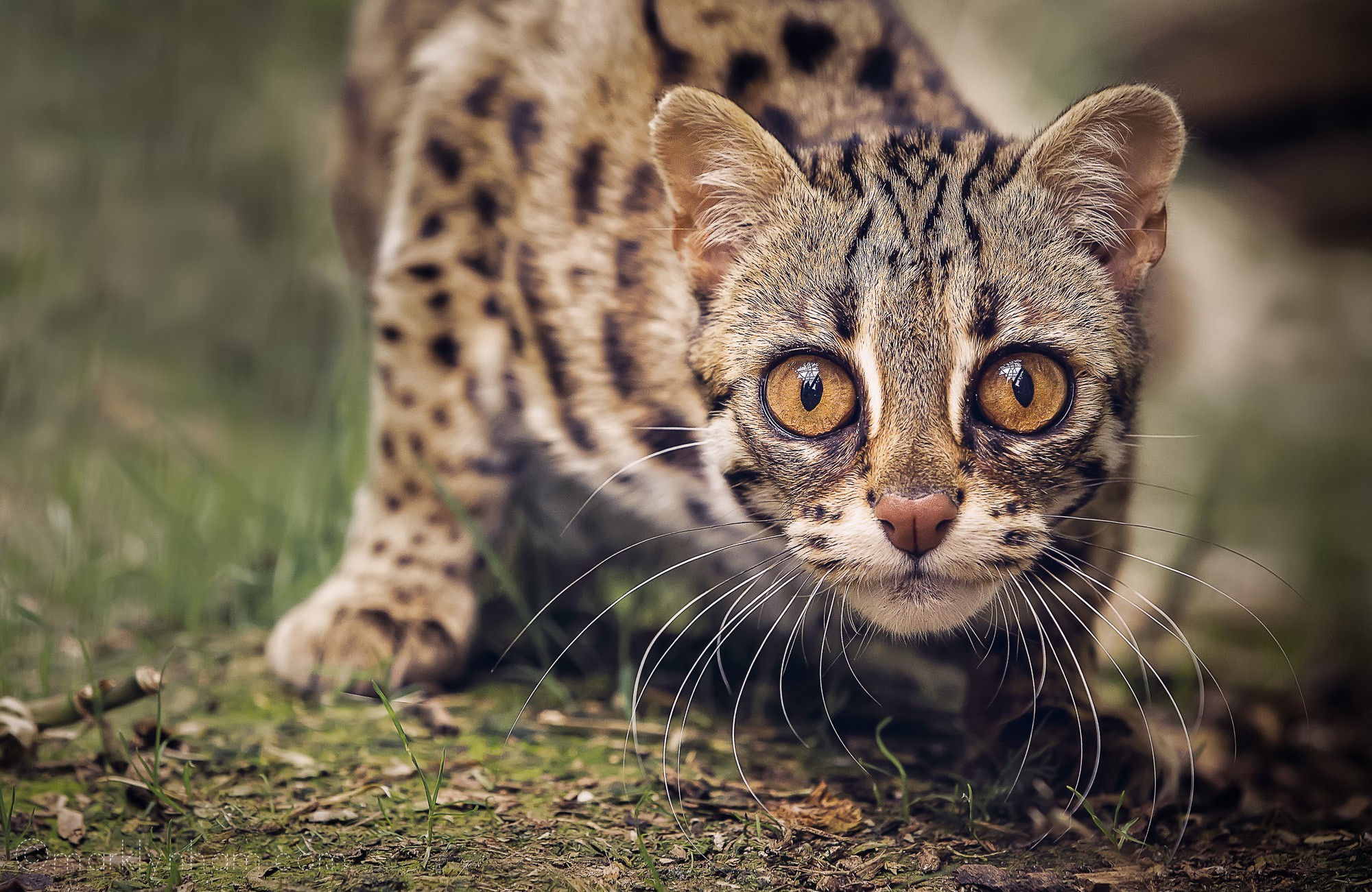 6 Kucing Asli Indonesia Ini Terancam Punah