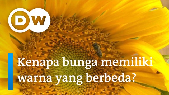 Https Www Vidio Com Watch 1514947 Banjir Di Ruas Jalan Utama Palembang Ratusan Kendaraan Mogok Liputan 6 Sctv Https Cdn Production Thumbor Vidio Akamaized Net T Aepsrkhx Ltvlp6l 9rjlxe14 640x360 Filters Quality 90 Vidio Web Prod Video