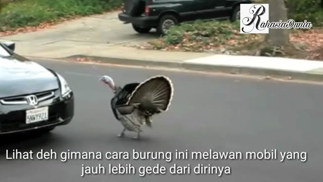80 Gambar Binatang Lucu Bahasa Batak HD
