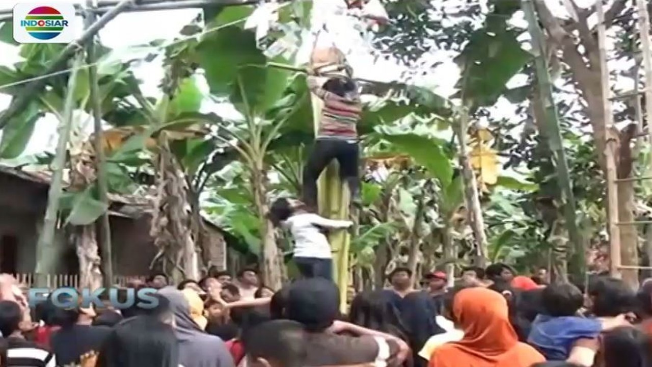 Streaming Aksi Ibu Ibu di Kebumen Panjat  Pohon  Pisang 