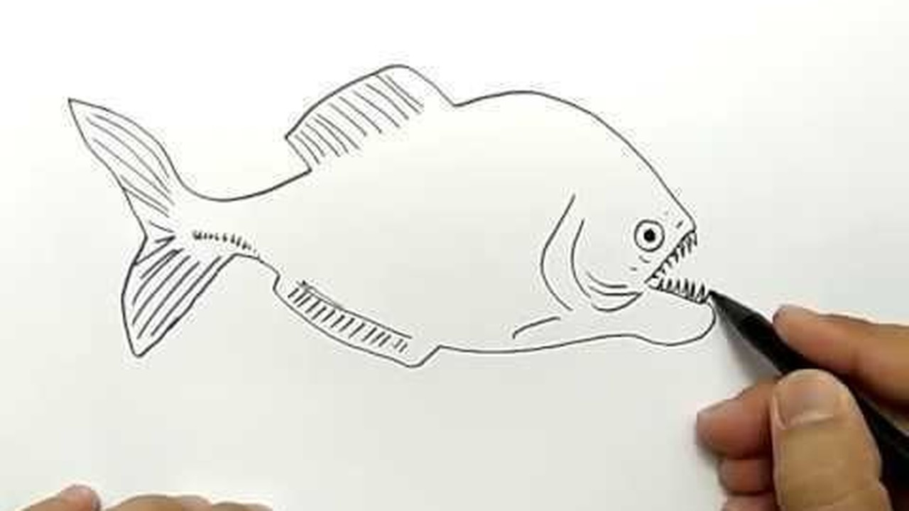 Streaming cara menggambar ikan piranha dalam 1 menit 