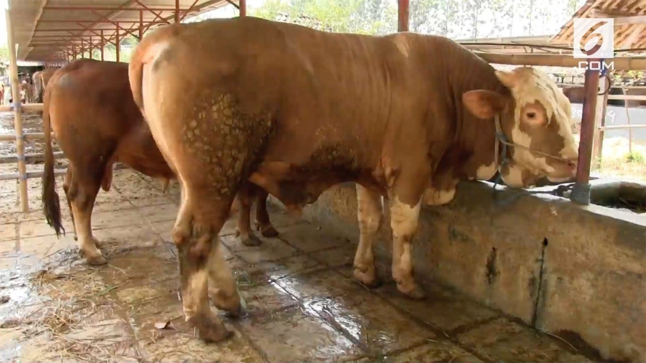 Streaming Sapi Kurban Jumbo Laku Rp 50 Juta | Vidio