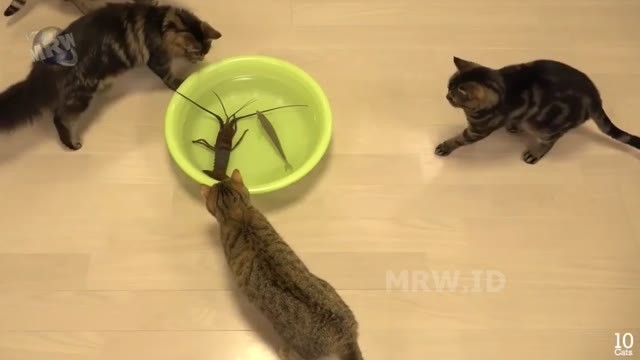 Kumpulan Hewan  Hewan  Lucu  Unik Video Kucing Lucu  Joget 