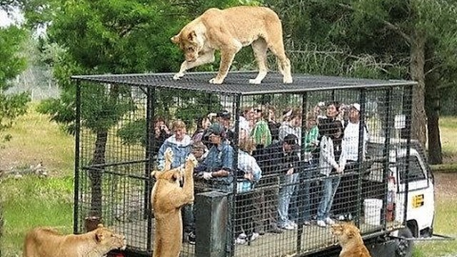 Streaming 10 Wisata Hewan Buas Paling Mematikan Di Dunia Berani Coba Vidio