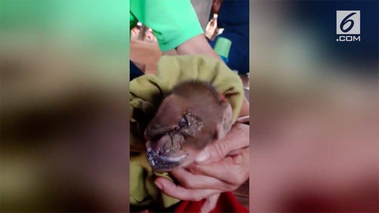 Streaming Ada Bayi Babi Berkepala Gajah, Bagaimana Bisa? - Vidio.com