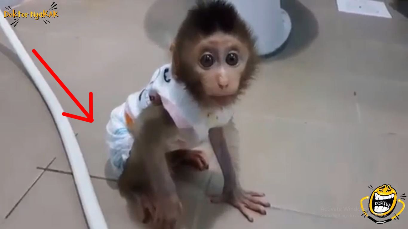 Bayi Monyet Ini Pakai Popok Lihat Aksinya