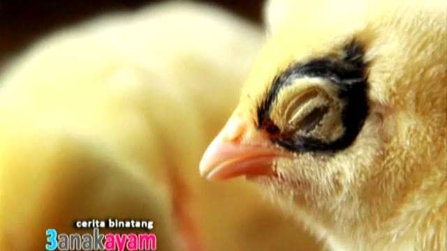 80 Koleksi Gambar Binatang Anak Ayam HD Terbaru