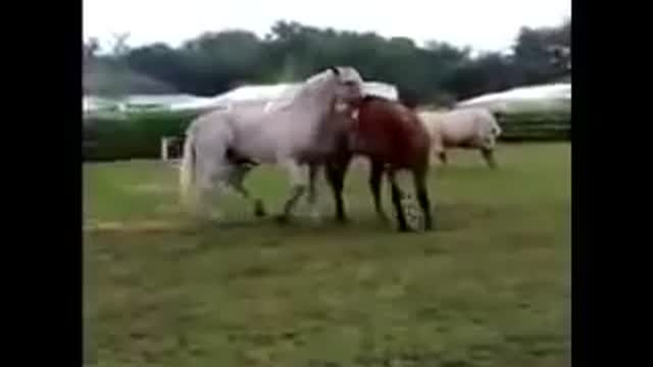 Streaming Kuda Putih dan Coklat Hewan yang Lucu - Vidio.com