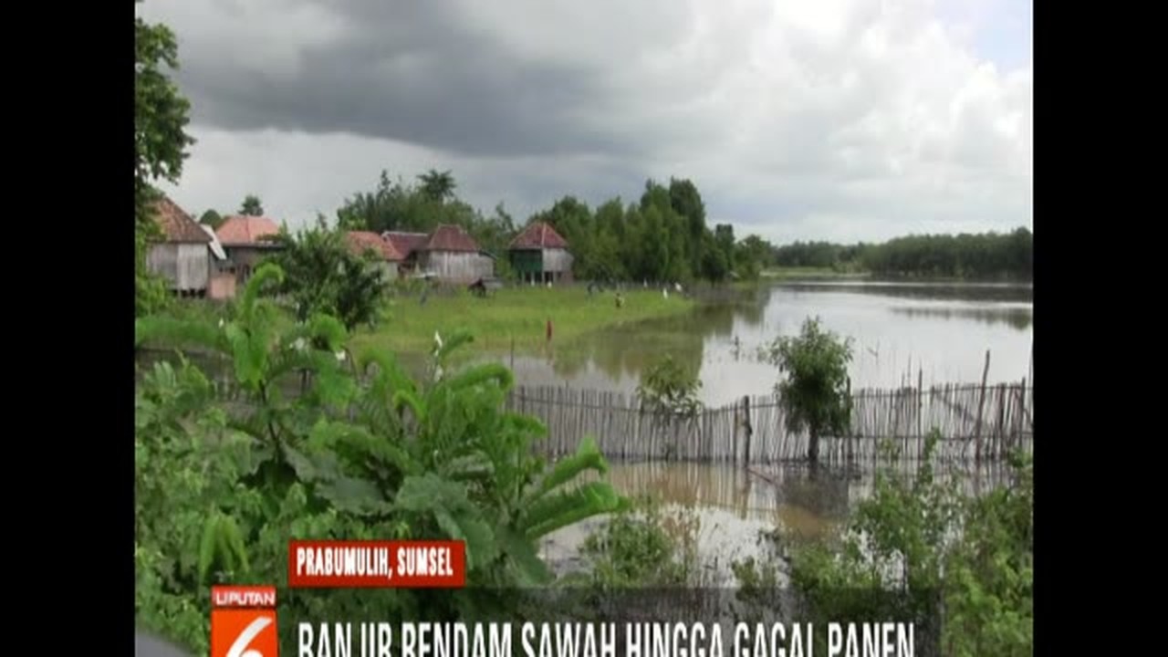 Streaming Banjir Rendam Sawah  Petani  di Prabumulih Sumsel 