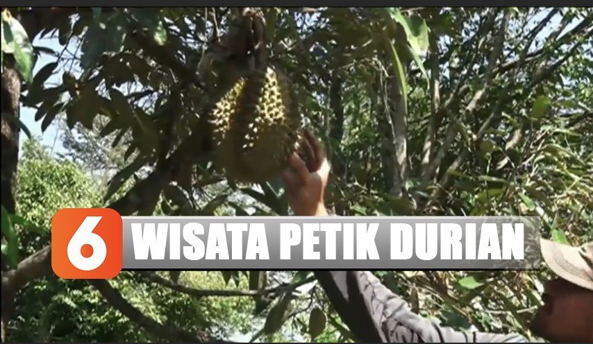 Menikmati Sensasi Memetik Durian Langsung Dari Pohonnya