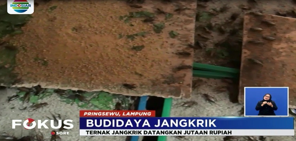 Streaming Ibu Rumah Tangga Budidaya Jangkrik Fokus Sore Vidio Com