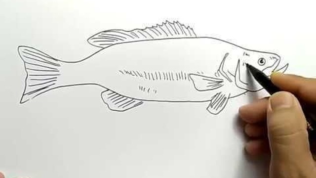  cara  menggambar  ikan  dengan  sangat mudah  Vidio com