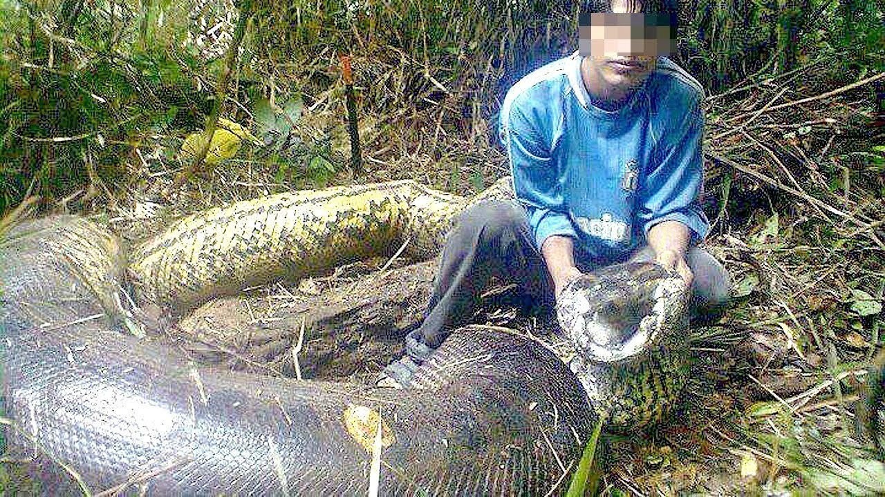 Penasaran dengan ular terbesar di dunia? 
