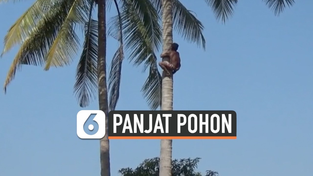 Streaming Aksi Pria Panjat Pohon 27 Meter Tanpa Alat 